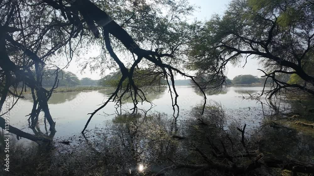 Wetland with Overhanging Tree Branches and Calm Water Wetland with Overhanging Tree Branches and Calm Water