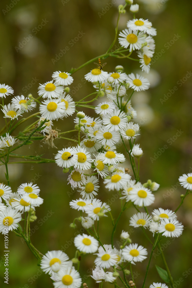 Einjähriges Berufskraut, Feinstrahl, Erigeron annus Einjähriges Berufskraut, Feinstrahl, Erigeron annus