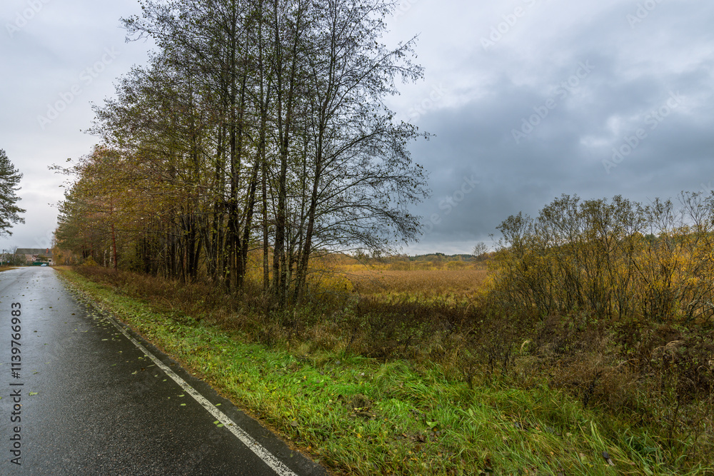 A road with trees on both sides and a cloudy sky A road with trees on both sides and a cloudy sky