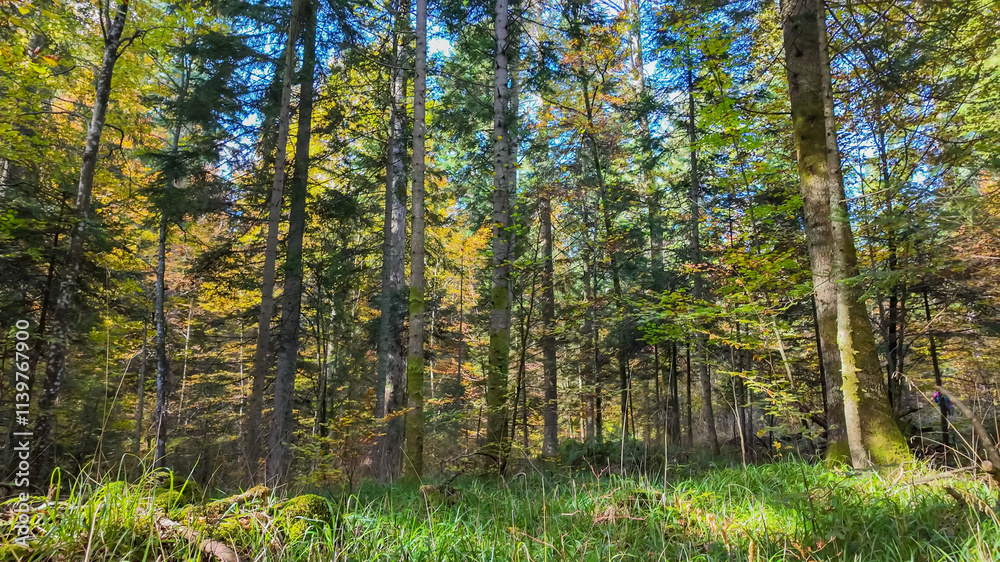 Fototapeta premium Serene forest scene with sunlight filtering through tall trees, ideal for promoting environmental conservation and Earth Day concepts