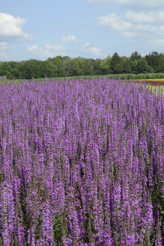 Blutweiderich, Gewöhnlicher, Lythrum salicaria Blutweiderich, Gewöhnlicher, Lythrum salicaria