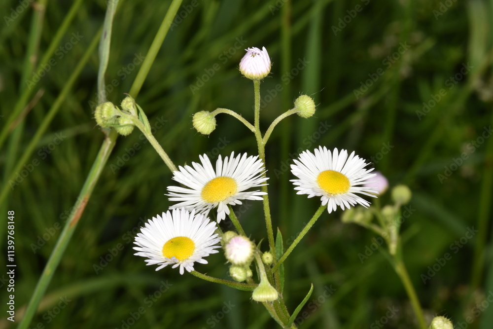 Einjähriges Berufskraut,  Feinstrahl,  Erigeron annus