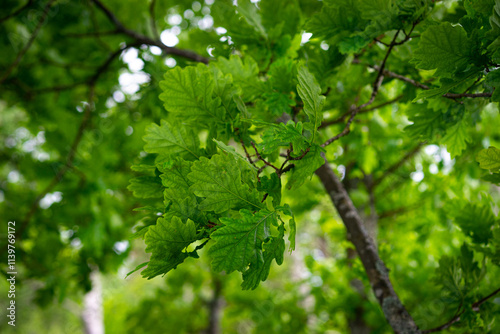 Green oak leaves background. Plant and botany nature texture