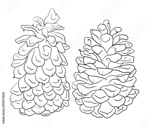 An illustration of two pinecones in fine elegant lines. Hand-free digital drawing, vectorized 