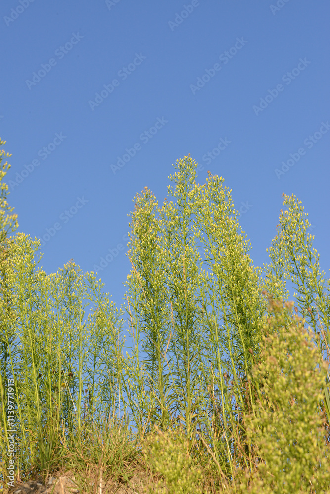 Berufskraut, Kanadisches, Conyza canadensis Berufskraut, Kanadisches, Conyza canadensis