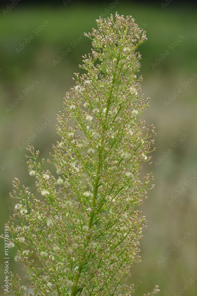 Berufskraut, Kanadisches, Conyza canadensis Berufskraut, Kanadisches, Conyza canadensis