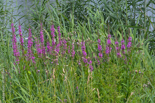 Blutweiderich, Gewöhnlicher,  Lythrum salicaria photo