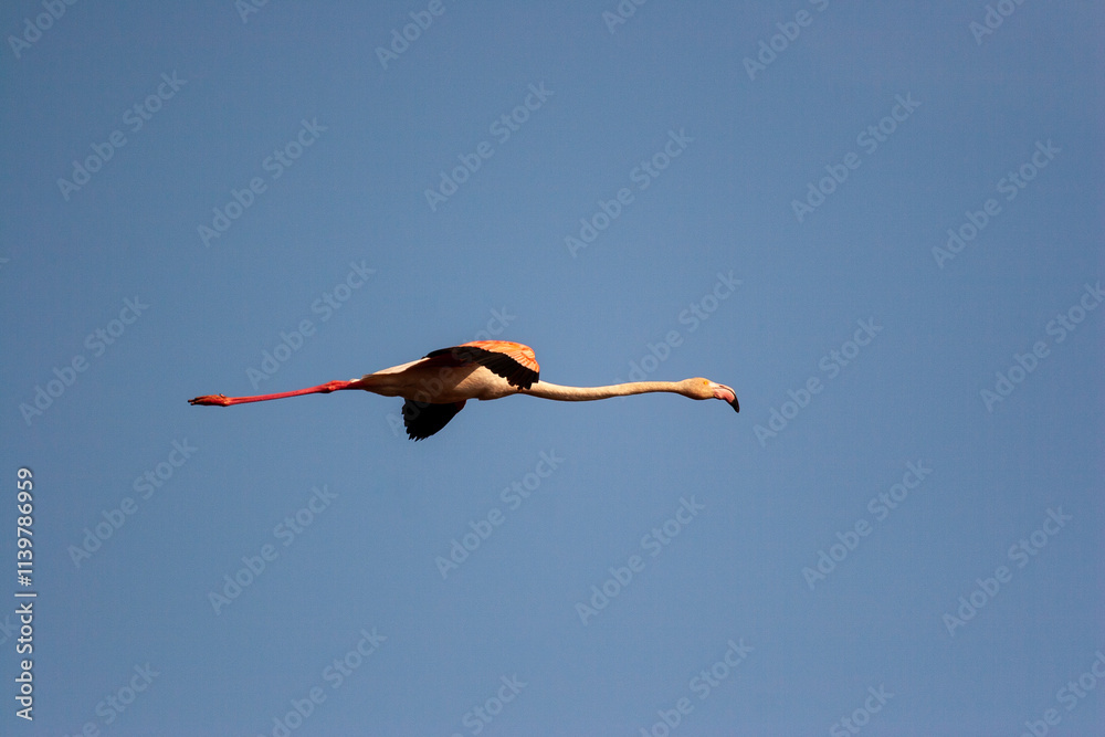 Fototapeta premium Greater flamingo (Phoenicopterus roseus) in flight in a blue sky, Camargue, France.