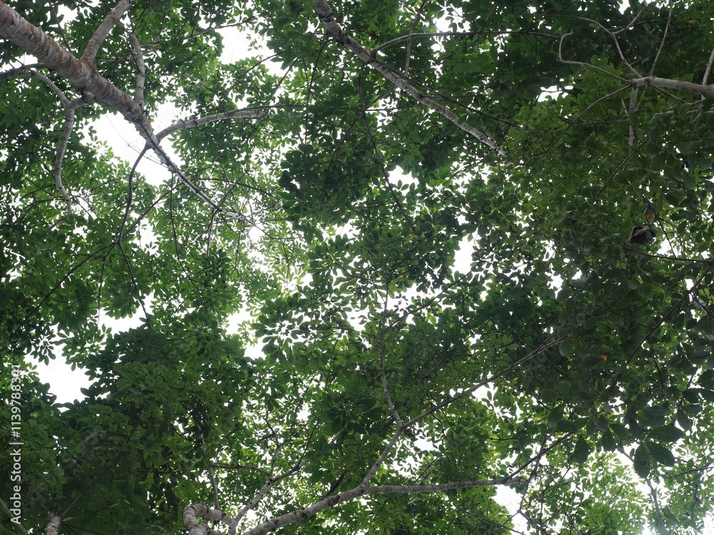 Background of green leaves above the height Background of green leaves above the height