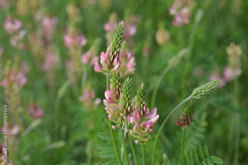 Saat-Esparsette, Onobrychis viciifolia Saat-Esparsette, Onobrychis viciifolia