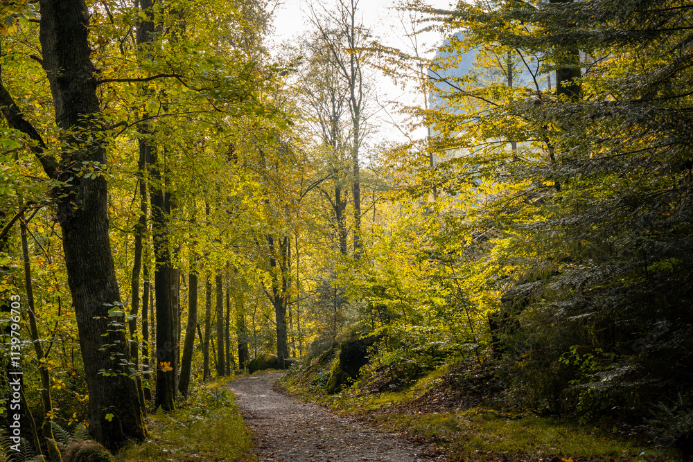 Fototapeta premium Wanderweg im mystischen, herbstlichen Polenztal in der Sächsischen Schweiz 8