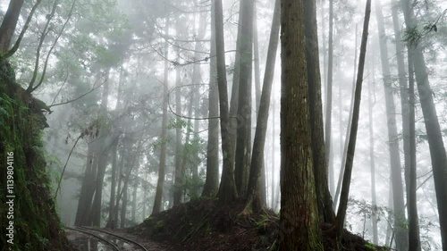 Path through a misty forest during a foggy. The Tefuye Historic Trail in Alishan Mountain,Taiwan.