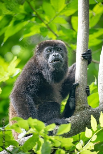 Close-up of a Howler monkey perched on a tree branch in a lush green forest. photo