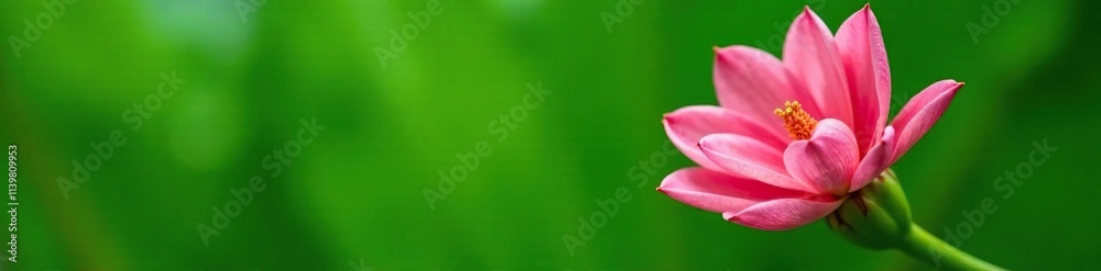 Pink banana blossom in full bloom against a lush green background, greenery, garden, foliage Pink banana blossom in full bloom against a lush green background, greenery, garden, foliage