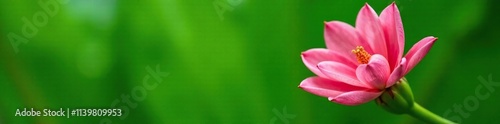 Pink banana blossom in full bloom against a lush green background, greenery, garden, foliage