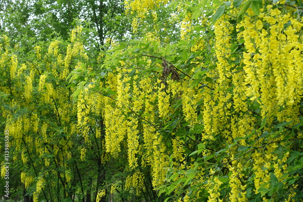 Abundant yellow flowers of common laburnum in May Abundant yellow flowers of common laburnum in May