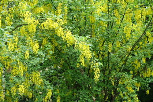 Φωτογραφία Ample amount of yellow flowers of common laburnum in May