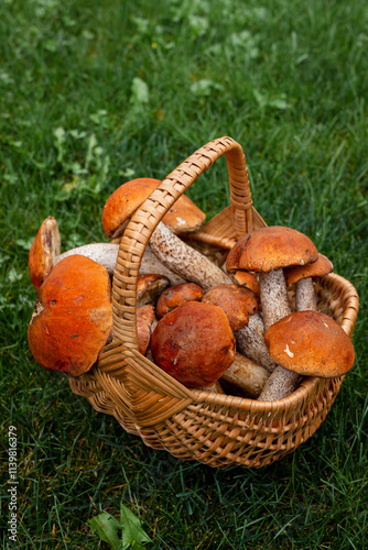 Full Basket of Mushrooms on Green Grass