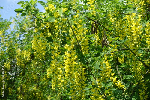 Blossoming branches of common laburnum in mid May photo