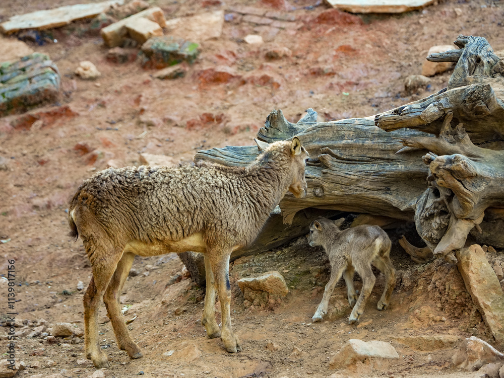 a family of mouflons a family of mouflons