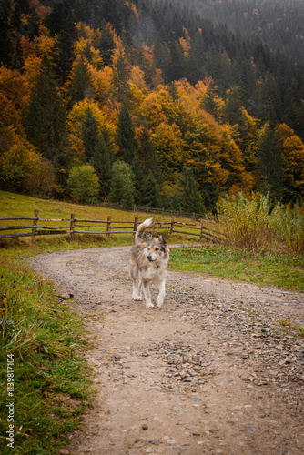 Dirt Road with a Running Dog and a Colorful Yellow-Orange Forest in the Background