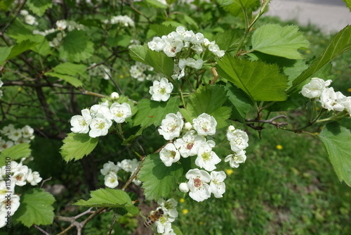 Buds and flowers of Crataegus submollis in mid May photo