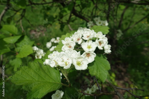 Inflorescence of Crataegus submollis in mid May photo