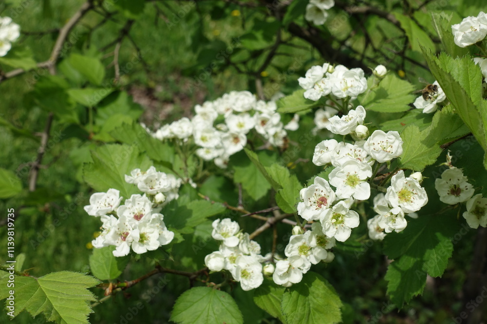 Opening white flowers of Crataegus submollis in mid May