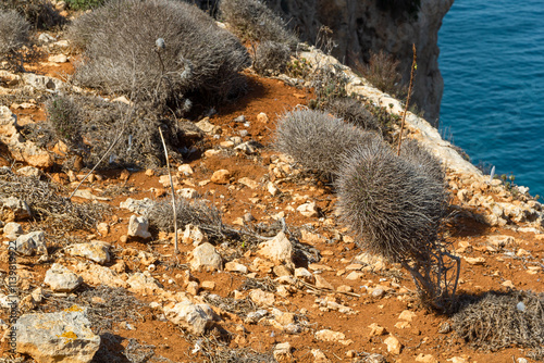 typical dry vegetation with bushes on red soil at the coast  in Malta photo