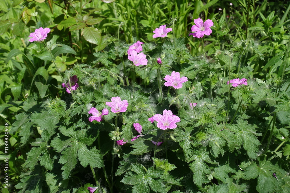 Multiple pink flowers of French cranesbill in May Multiple pink flowers of French cranesbill in May