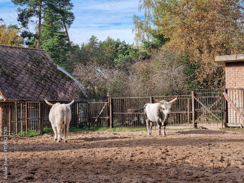 Boskarin cattle living in the enclosure. Exotic zoo inhabitants at the open-air aviary. Purebred cattle feeding.  photo