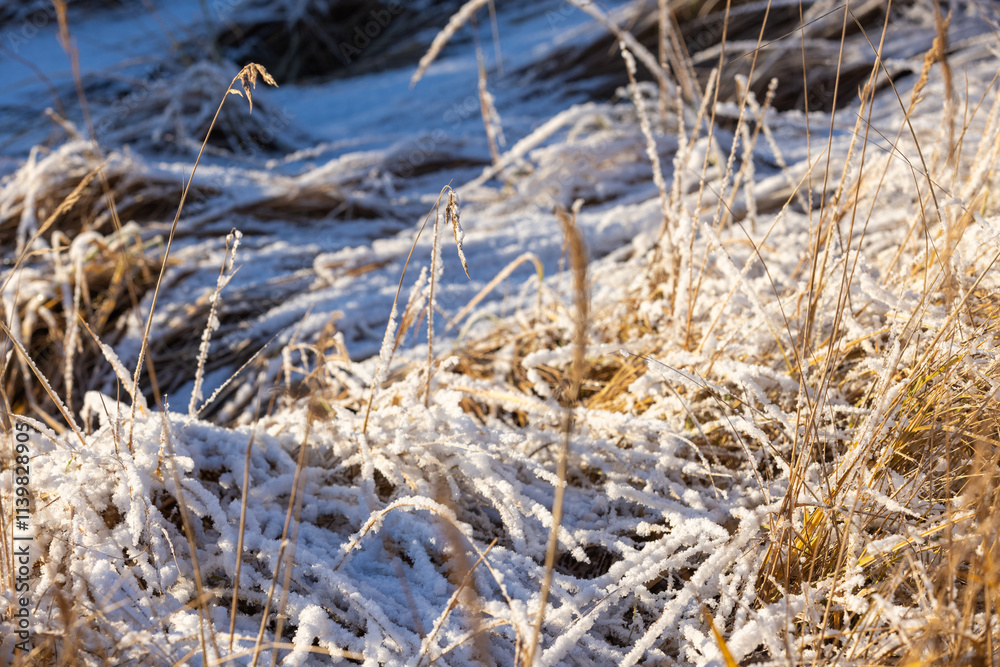 Fototapeta premium Dry coastal grass is covered with white snow on a sunny winter day