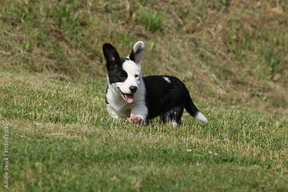Cardigan Welsh Corgi puppy running on the grass Cardigan Welsh Corgi puppy running on the grass