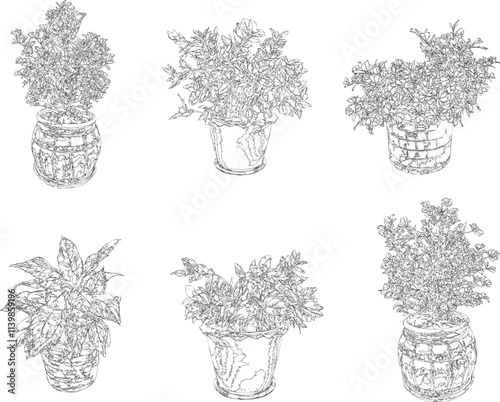 Collection ornamental trees and shrubs (ficus, fig) tree line drawing,  Vector illustration in stroke fill in white. Tropical