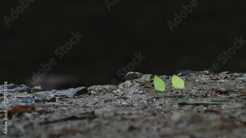 Butterfiles resting on rocky coast. photo