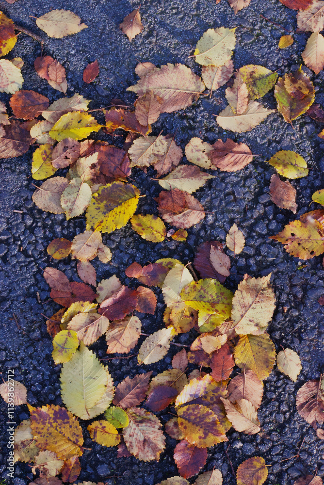 Leaves on asphalt Leaves on asphalt