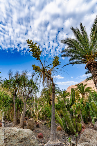 Wallpaper Mural Elephant's foot plant flower blossom (Beaucarnea recurvata or Nolina recurvata) in backlit sunlight Torontodigital.ca