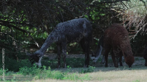 Pair of alpaca llamas feeding at meadow. photo