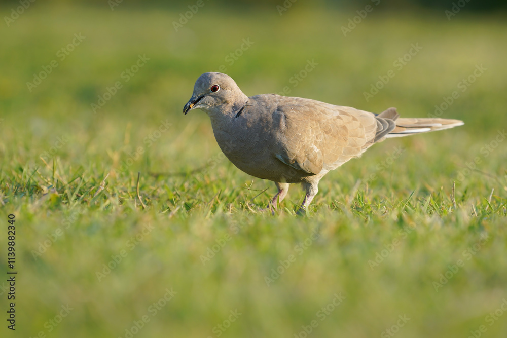 Fototapeta premium Wildlife - birds. Eurasian collared dove (Streptopelia decaocto) forest edges, wooded open land, agricultural areas, fertile plains are their habitats.