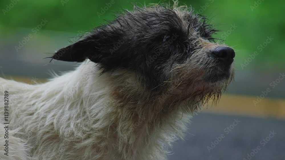 Face of stray sheepdog with wet fur .