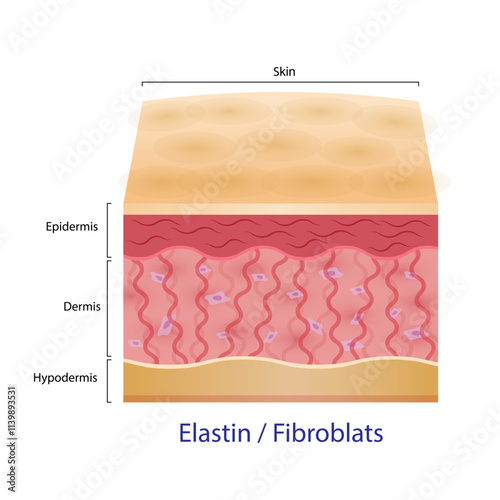 Skin Structure Elastin and Fibroblasts in Epidermis, Dermis, and Hypodermis