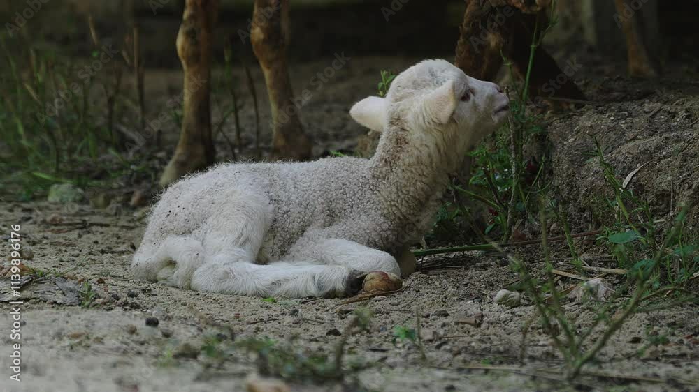 Baby sheep resting on the ground. Baby sheep resting on the ground.