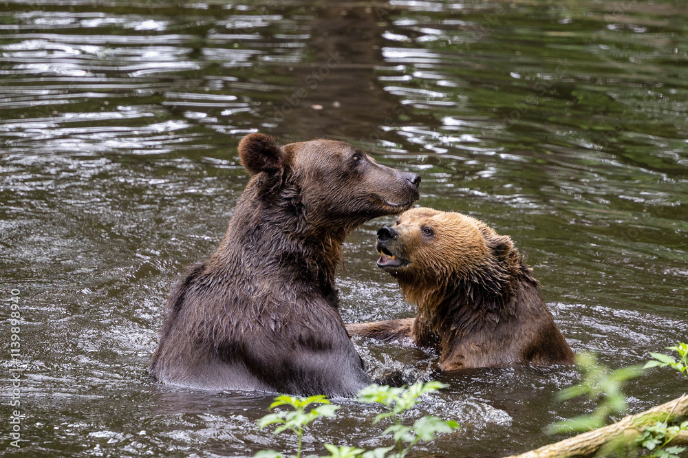 Fototapeta premium Playing brown bear brothers. Nice in the water