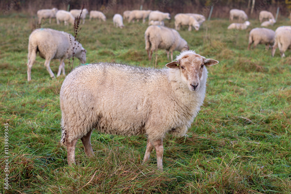 Curious sheep; sheep flock; herd animal; grazing; autumn Curious sheep; sheep flock; herd animal; grazing; autumn