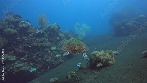 Hawksbill turtle swimming above black sands of Volcano in Indonesia photo