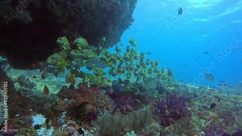 stunning view of oriental sweetlips fish swimming in close group in Eagle Rock, Kawe Island, Raja Ampat National Park photo