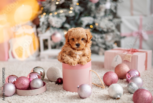  little ginger dog in a gift box for Christmas. Cute puppy by Christmas tree