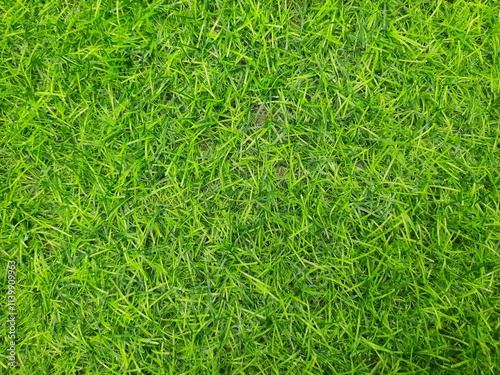 green grass background