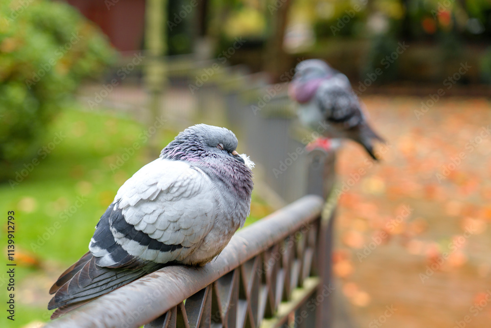 Obraz premium Pigeon resting with closed eyes on metal fence. Autumn leaves scattered in the park 