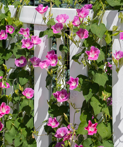 Close-up of bindweed tangled in a white plastic fence.